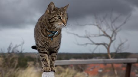 Graceful Tabby Cat in Nature's Embrace wallpaper
