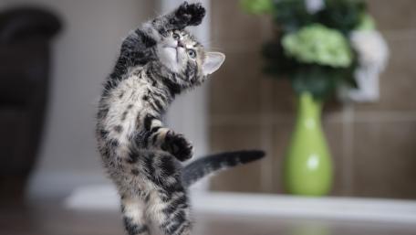 Playful Kitten in Action wallpaper