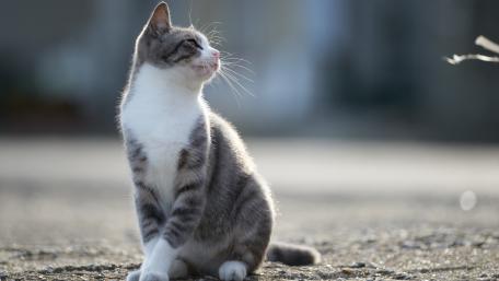 Charming Cat Captured in Soft Light wallpaper
