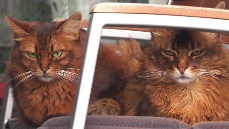 Majestic Cats in Cozy Hideaway wallpaper