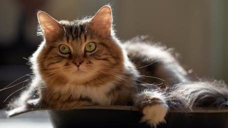 Majestic Siberian Cat in Sunlight wallpaper