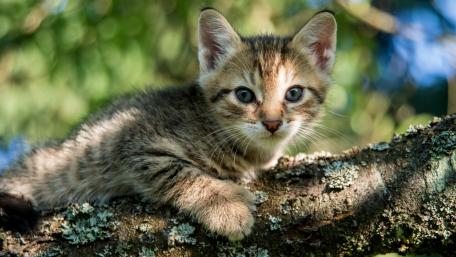 Playful Kitten Exploring Nature's Beauty wallpaper