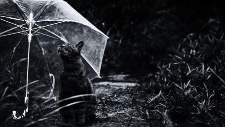 Charming Cat Under an Umbrella in Black and White wallpaper