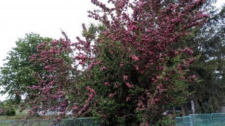 Blooming Pink Flowers in Full Glory wallpaper