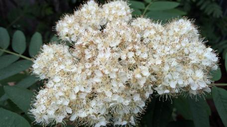 Delicate White Flower Blossoms in Full Bloom wallpaper