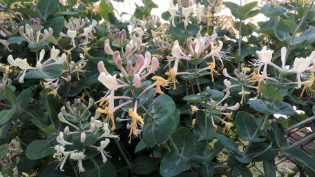 Vibrant Honeysuckle Blooming in Nature wallpaper