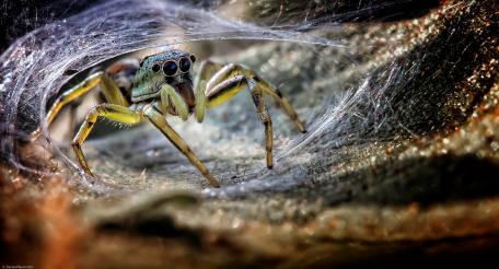 Spider macro photo wallpaper