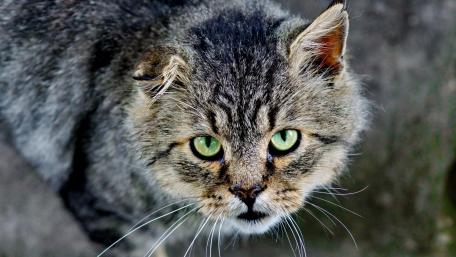 Mystical Cat with Enchanting Green Eyes wallpaper