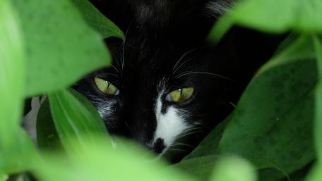 Mystical Cat Eyes Among the Leaves wallpaper