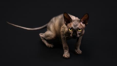 Sphynx Cat wallpaper