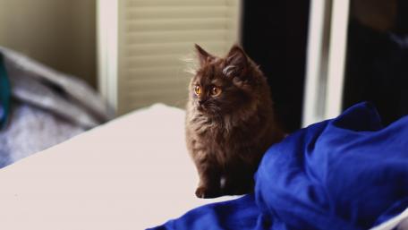 Cozy Domestic Cat in a Sunlit Room wallpaper