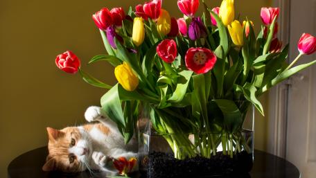Charming Cat with Colorful Tulip Bouquet wallpaper