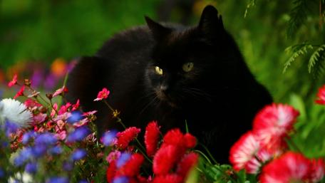 Mystical Black Cat Amidst a Floral Paradise wallpaper