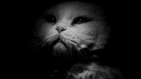 Elegant Monochrome Cat Wallpaper wallpaper