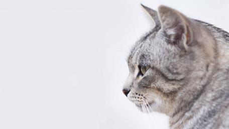 Graceful Cat Portrait in Soft Focus wallpaper