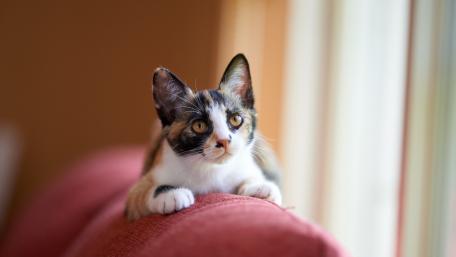 Playful Domestic Cat by the Window wallpaper