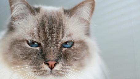 Balinese cat wallpaper