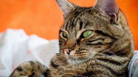 Charming Domestic Cat Relaxing in Comfort wallpaper