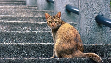 Curious Cat on a Stairway wallpaper