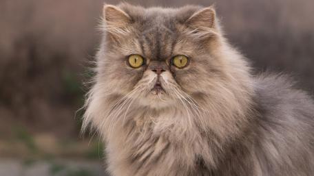 Majestic Persian Cat Portrait wallpaper