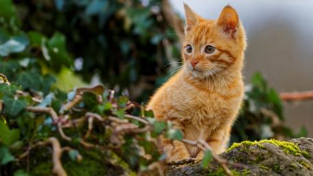 Charming Orange Kitten in Nature Scene wallpaper