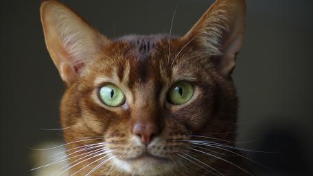 Captivating Cat Eyes With a Mesmerizing Gaze wallpaper