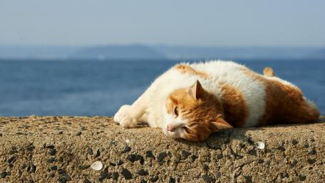 Relaxed Cat by the Seaside Shoreline wallpaper
