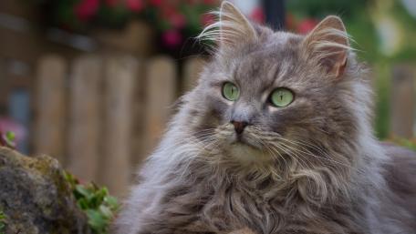 Domestic long-haired cat wallpaper