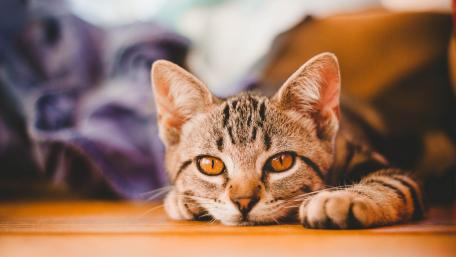 Curious Cat with Striking Eyes wallpaper