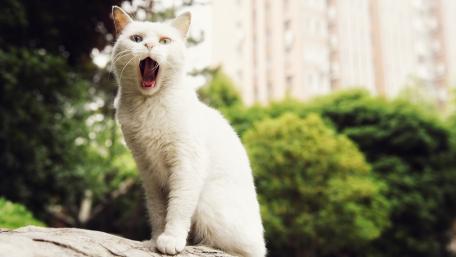 Charming Yawn of a White Cat wallpaper