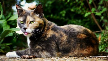 Charming Calico Cat Relaxing in Nature wallpaper