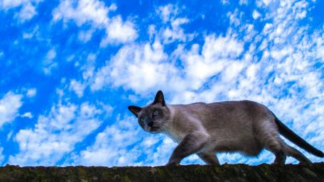 Curious Cat Under a Blue Sky wallpaper