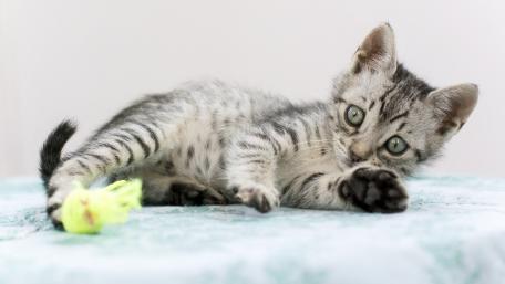 Playful Kitten Ready for Fun wallpaper