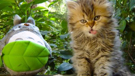 Adorable Kitten Playing with a Toy wallpaper