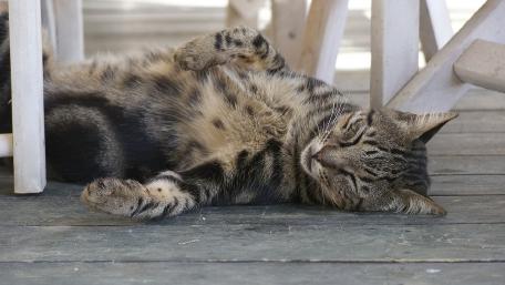 Relaxed Tabby Cat Enjoying a Nap Underneath Furniture wallpaper