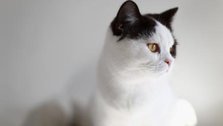 Elegant Domestic Cat in Natural Light wallpaper
