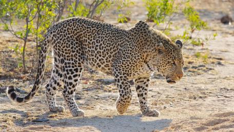 Majestic African Leopard Walking Through the Wild wallpaper