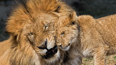 Playful Moments Between Lion and Cub wallpaper