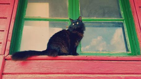 Mystical Black Cat at the Window wallpaper