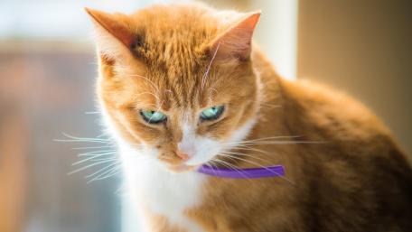 Charming Ginger Cat with Bright Eyes wallpaper