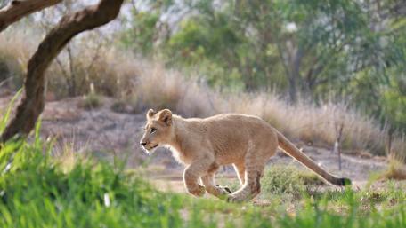 Curious Lion Cub Exploring Its Habitat wallpaper