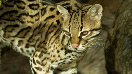 Majestic Ocelot in the Wilderness wallpaper