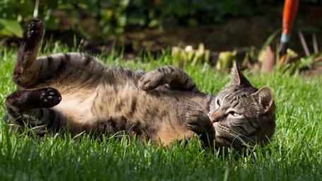 Playful Cat Rolling in Green Grass wallpaper