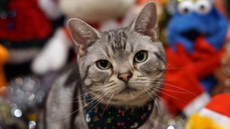 Charming Silver Tabby Cat Wallpaper wallpaper