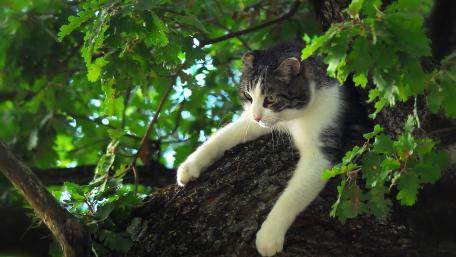 Calm Cat Relaxing Among the Leaves wallpaper
