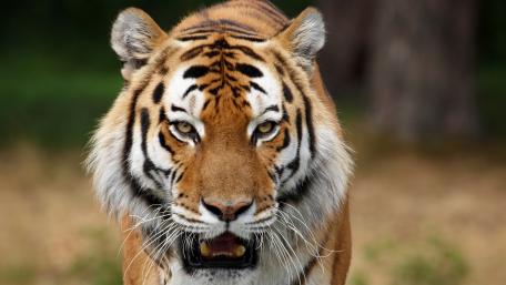 Majestic Tiger in the Wild wallpaper