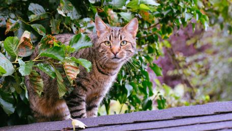 Curious Cat Among Lush Greenery wallpaper