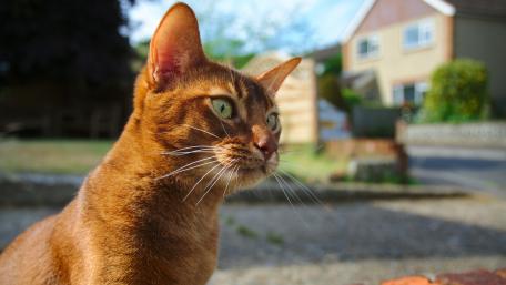 Majestic Cat Portrait in the Sunlight wallpaper