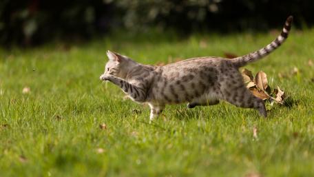 Playful Cat in a Lush Green Meadow wallpaper