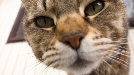 Charming Cat Close-Up Wallpaper wallpaper